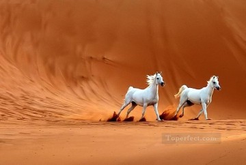 dos caballos blancos en el desierto Pinturas al óleo